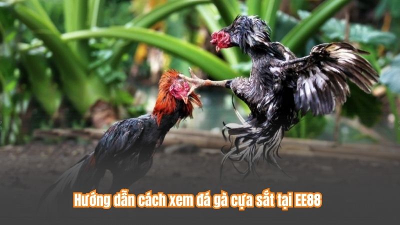 Đá gà cựa sắt là gì? Hướng dẫn cách xem chi tiết 8 Hướng dẫn cách xem đá gà cựa sắt tại EE88