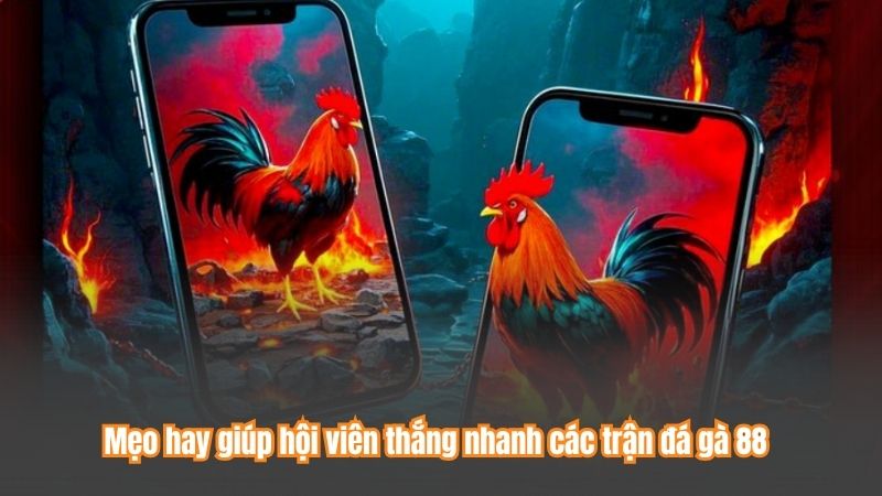 Mẹo hay giúp hội viên thắng nhanh các trận đá gà 88